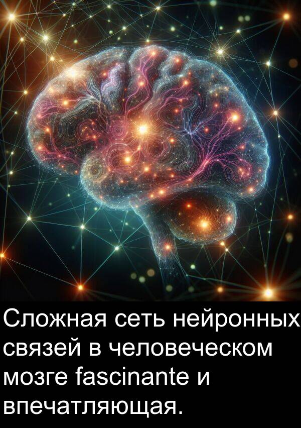 связей: Сложная сеть нейронных связей в человеческом мозге fascinante и впечатляющая.