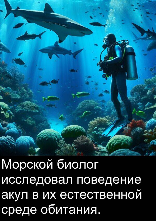 обитания: Морской биолог исследовал поведение акул в их естественной среде обитания.