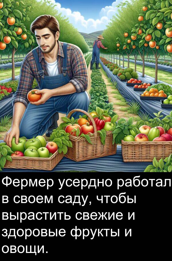 саду: Фермер усердно работал в своем саду, чтобы вырастить свежие и здоровые фрукты и овощи.