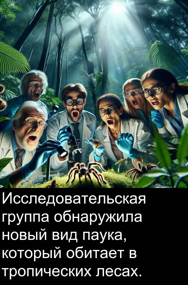 обитает: Исследовательская группа обнаружила новый вид паука, который обитает в тропических лесах.