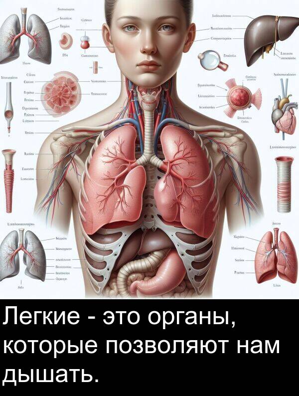 которые: Легкие - это органы, которые позволяют нам дышать.
