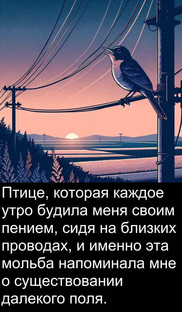 поля: Птице, которая каждое утро будила меня своим пением, сидя на близких проводах, и именно эта мольба напоминала мне о существовании далекого поля.