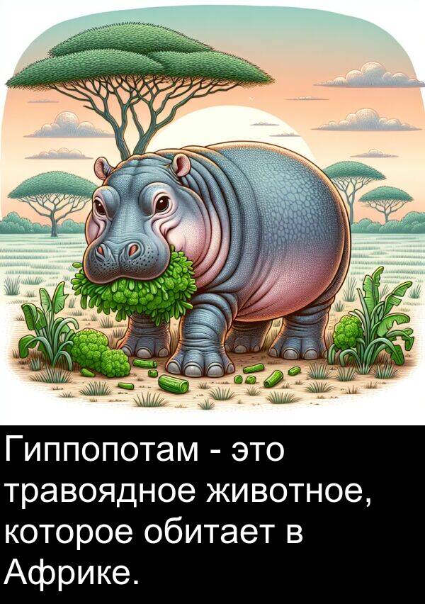 которое: Гиппопотам - это травоядное животное, которое обитает в Африке.