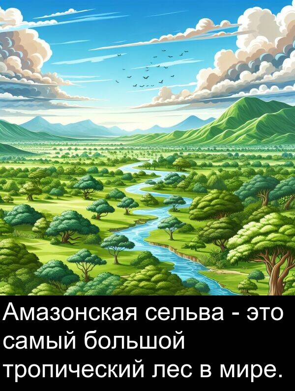 лес: Амазонская сельва - это самый большой тропический лес в мире.