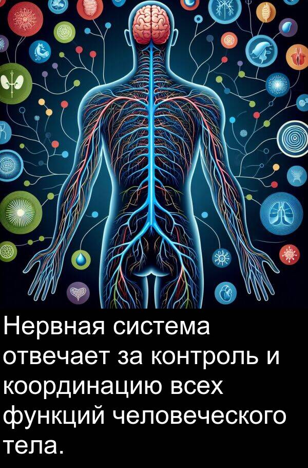 контроль: Нервная система отвечает за контроль и координацию всех функций человеческого тела.