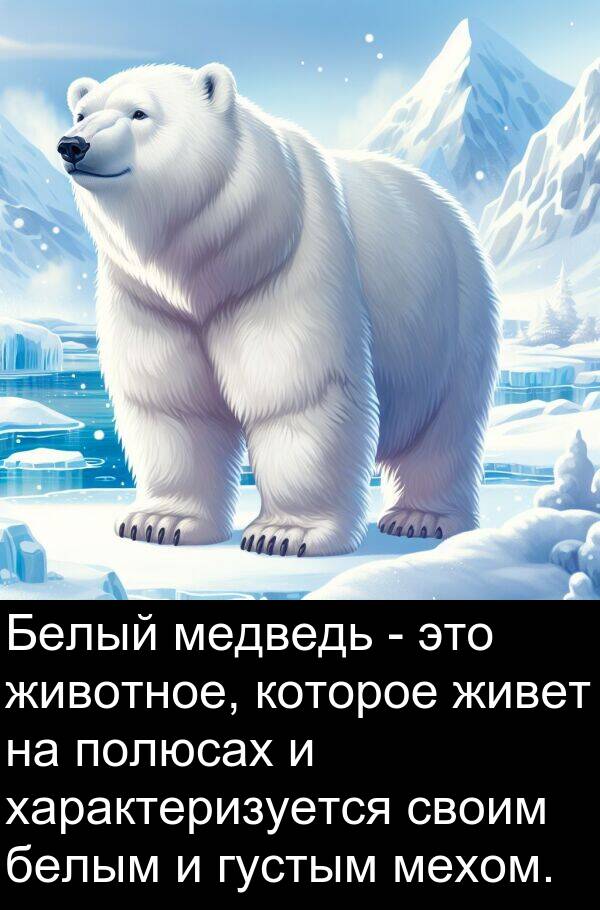 полюсах: Белый медведь - это животное, которое живет на полюсах и характеризуется своим белым и густым мехом.