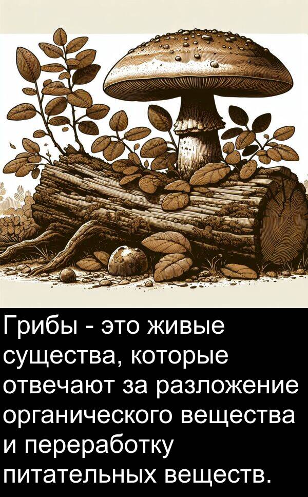 существа: Грибы - это живые существа, которые отвечают за разложение органического вещества и переработку питательных веществ.