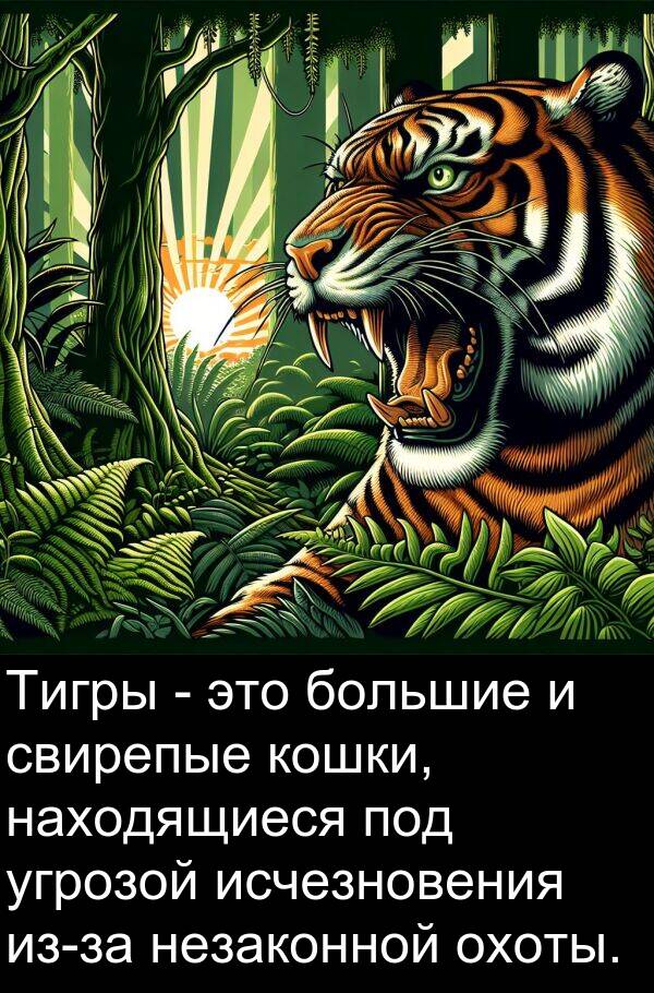 кошки: Тигры - это большие и свирепые кошки, находящиеся под угрозой исчезновения из-за незаконной охоты.