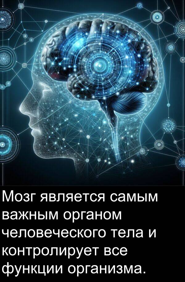 контролирует: Мозг является самым важным органом человеческого тела и контролирует все функции организма.