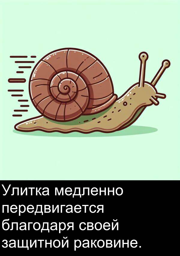 благодаря: Улитка медленно передвигается благодаря своей защитной раковине.