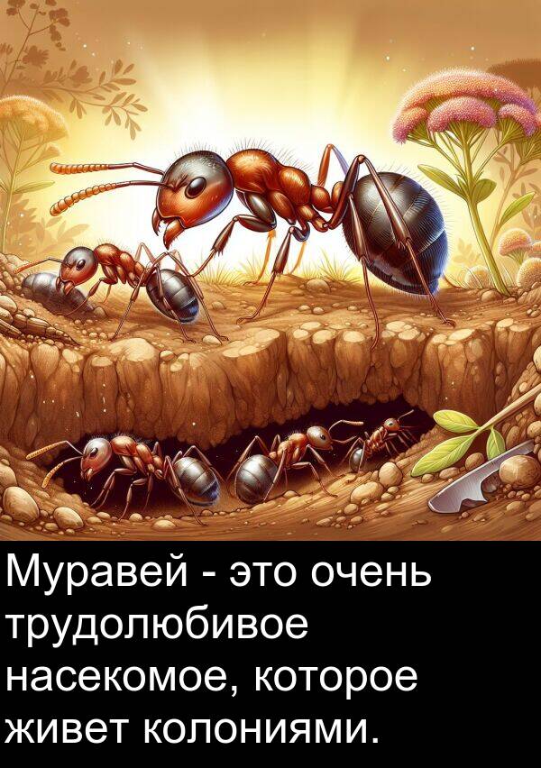 колониями: Муравей - это очень трудолюбивое насекомое, которое живет колониями.
