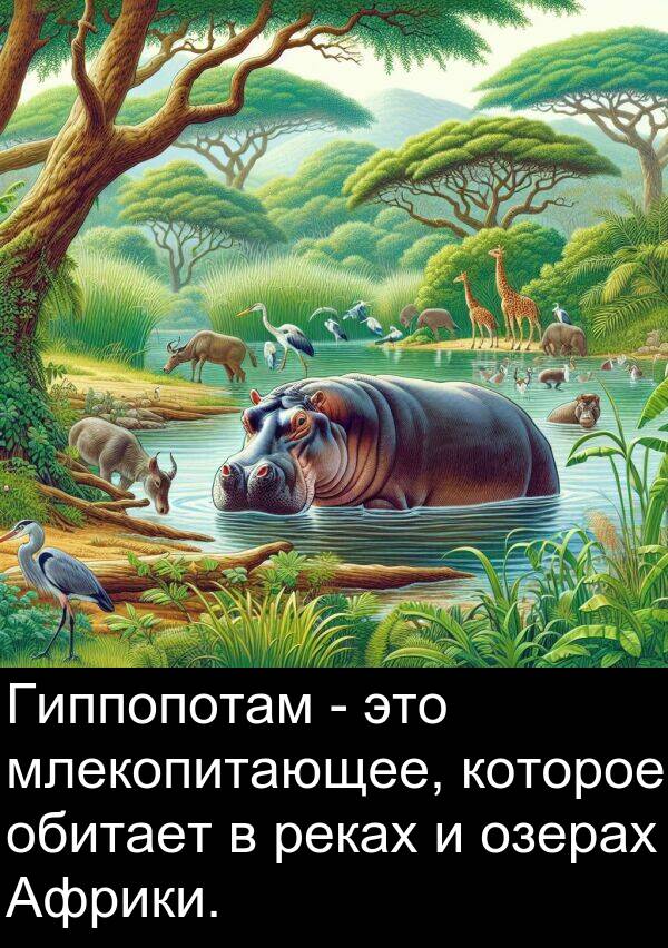 которое: Гиппопотам - это млекопитающее, которое обитает в реках и озерах Африки.