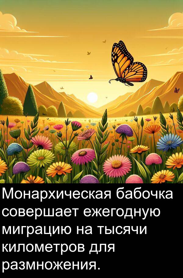 километров: Монархическая бабочка совершает ежегодную миграцию на тысячи километров для размножения.