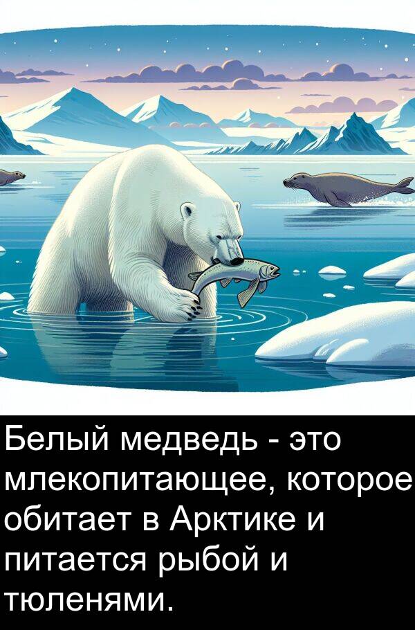 обитает: Белый медведь - это млекопитающее, которое обитает в Арктике и питается рыбой и тюленями.