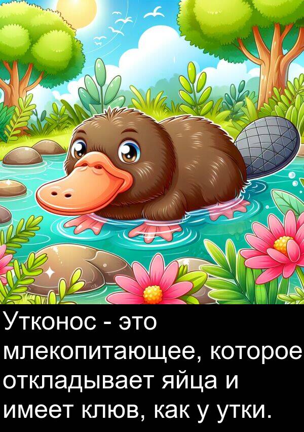 клюв: Утконос - это млекопитающее, которое откладывает яйца и имеет клюв, как у утки.