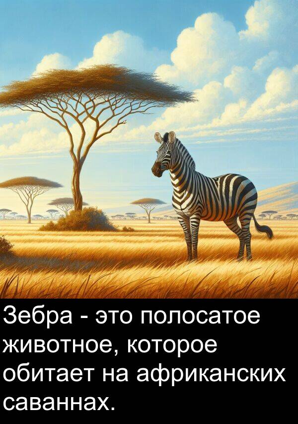 полосатое: Зебра - это полосатое животное, которое обитает на африканских саваннах.