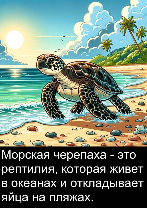 живет: Морская черепаха - это рептилия, которая живет в океанах и откладывает яйца на пляжах.