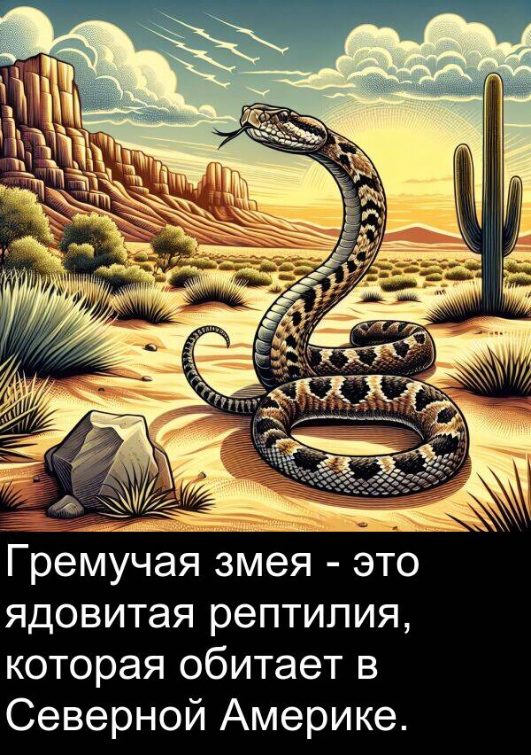 ядовитая: Гремучая змея - это ядовитая рептилия, которая обитает в Северной Америке.