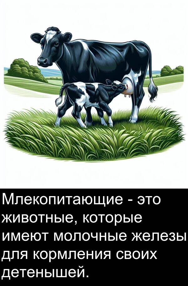 кормления: Млекопитающие - это животные, которые имеют молочные железы для кормления своих детенышей.
