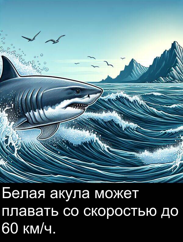 акула: Белая акула может плавать со скоростью до 60 км/ч.