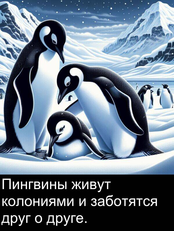 колониями: Пингвины живут колониями и заботятся друг о друге.