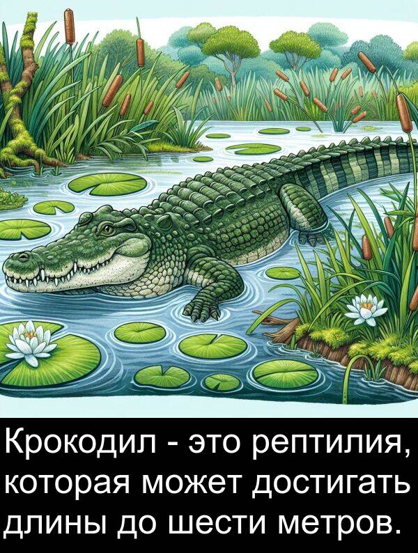 шести: Крокодил - это рептилия, которая может достигать длины до шести метров.