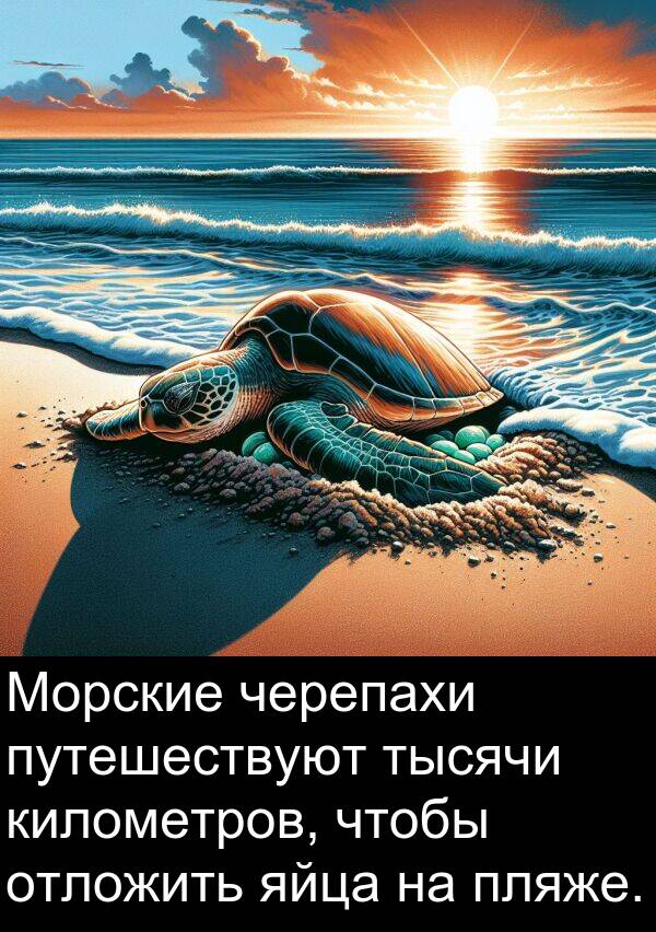 километров: Морские черепахи путешествуют тысячи километров, чтобы отложить яйца на пляже.