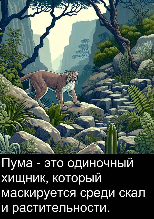 хищник: Пума - это одиночный хищник, который маскируется среди скал и растительности.