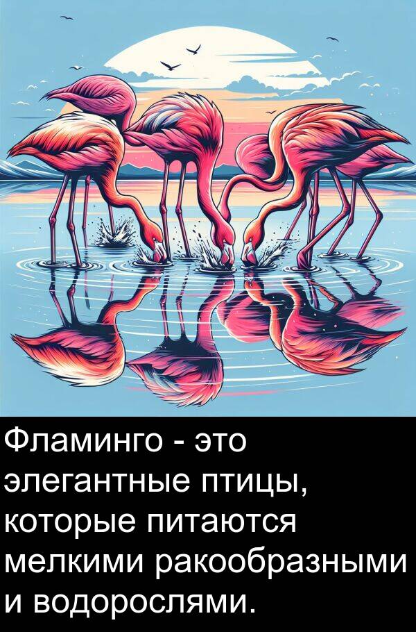водорослями: Фламинго - это элегантные птицы, которые питаются мелкими ракообразными и водорослями.
