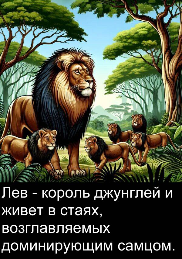 король: Лев - король джунглей и живет в стаях, возглавляемых доминирующим самцом.