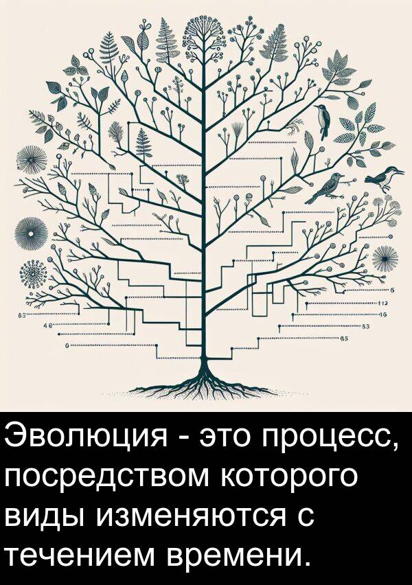 которого: Эволюция - это процесс, посредством которого виды изменяются с течением времени.