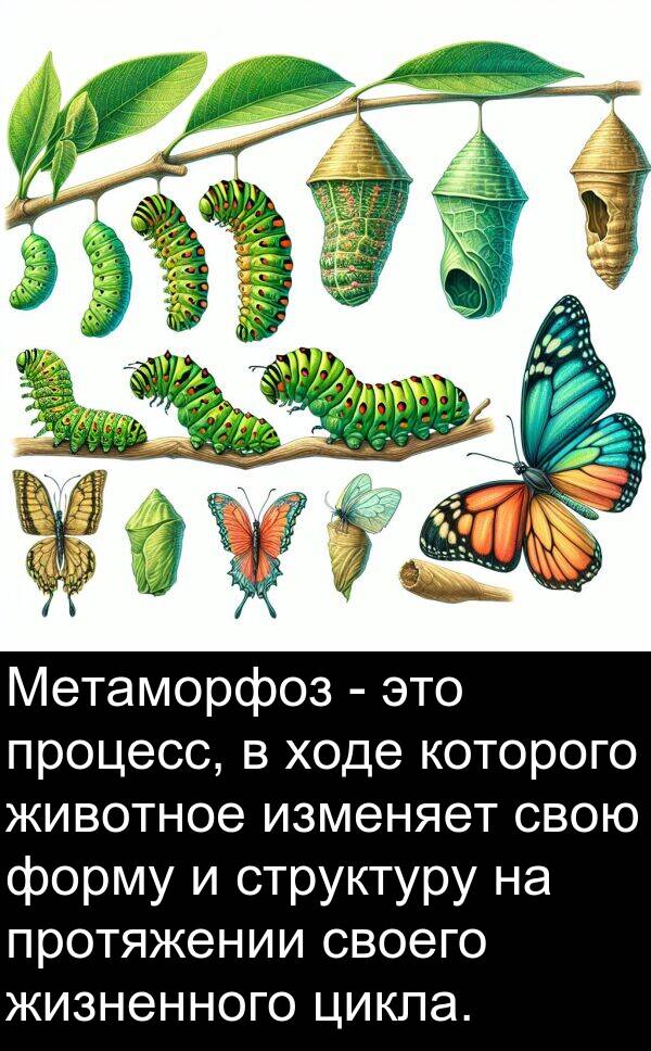 которого: Метаморфоз - это процесс, в ходе которого животное изменяет свою форму и структуру на протяжении своего жизненного цикла.