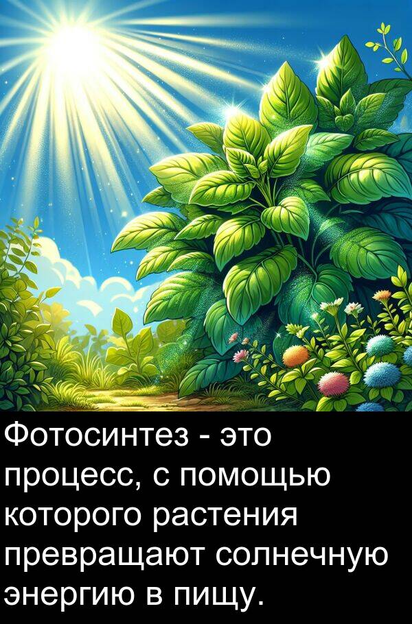которого: Фотосинтез - это процесс, с помощью которого растения превращают солнечную энергию в пищу.