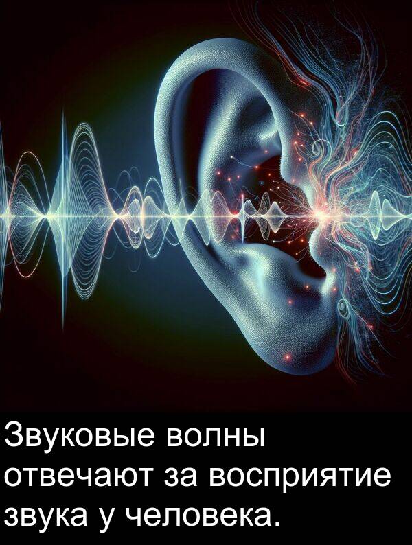 восприятие: Звуковые волны отвечают за восприятие звука у человека.