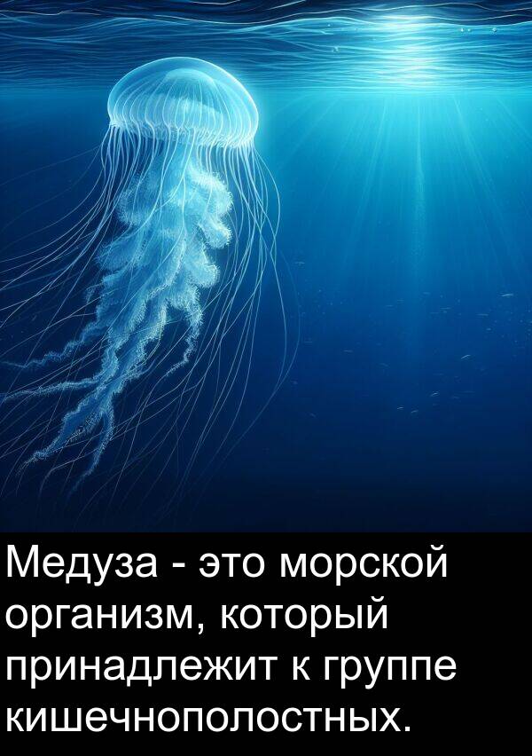 кишечнополостных: Медуза - это морской организм, который принадлежит к группе кишечнополостных.
