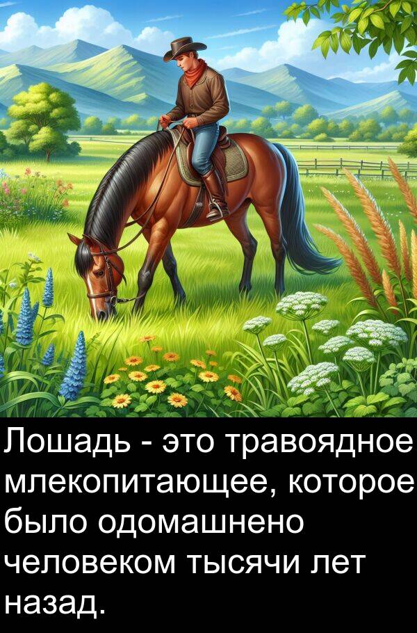 человеком: Лошадь - это травоядное млекопитающее, которое было одомашнено человеком тысячи лет назад.