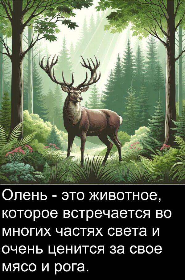 света: Олень - это животное, которое встречается во многих частях света и очень ценится за свое мясо и рога.