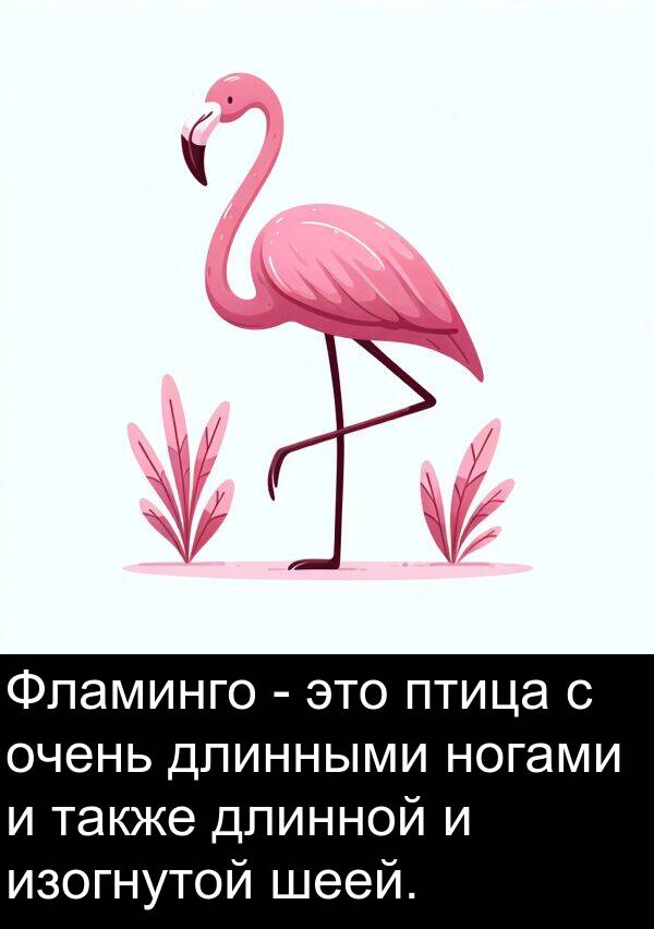 также: Фламинго - это птица с очень длинными ногами и также длинной и изогнутой шеей.