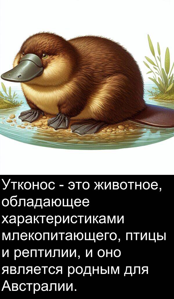 животное: Утконос - это животное, обладающее характеристиками млекопитающего, птицы и рептилии, и оно является родным для Австралии.