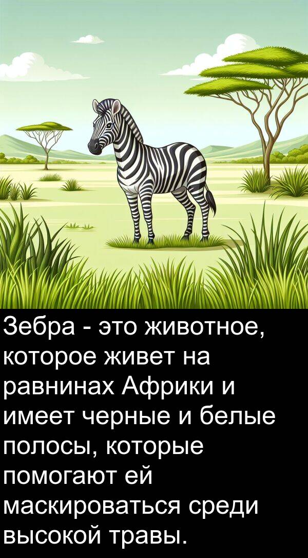 полосы: Зебра - это животное, которое живет на равнинах Африки и имеет черные и белые полосы, которые помогают ей маскироваться среди высокой травы.