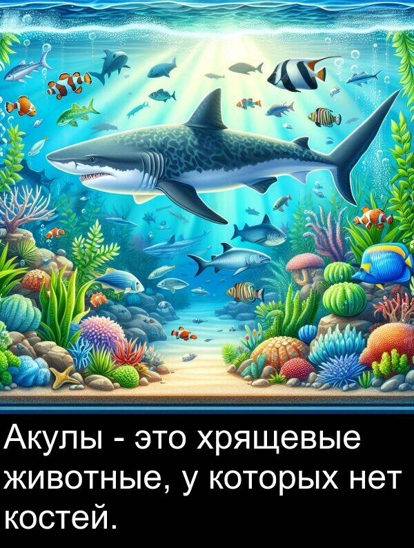 которых: Акулы - это хрящевые животные, у которых нет костей.