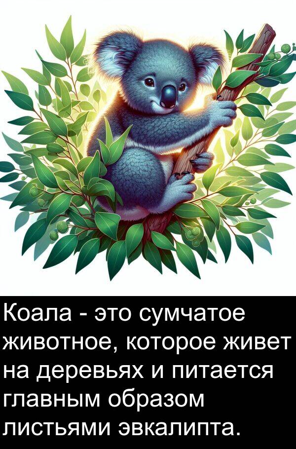 сумчатое: Коала - это сумчатое животное, которое живет на деревьях и питается главным образом листьями эвкалипта.