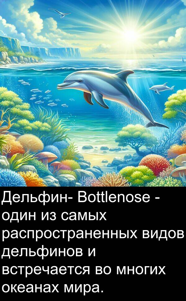 встречается: Дельфин- Bottlenose - один из самых распространенных видов дельфинов и встречается во многих океанах мира.