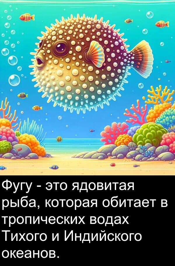 ядовитая: Фугу - это ядовитая рыба, которая обитает в тропических водах Тихого и Индийского океанов.
