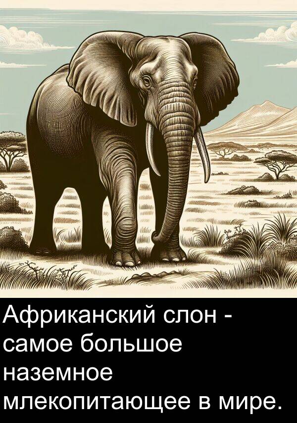 самое: Африканский слон - самое большое наземное млекопитающее в мире.
