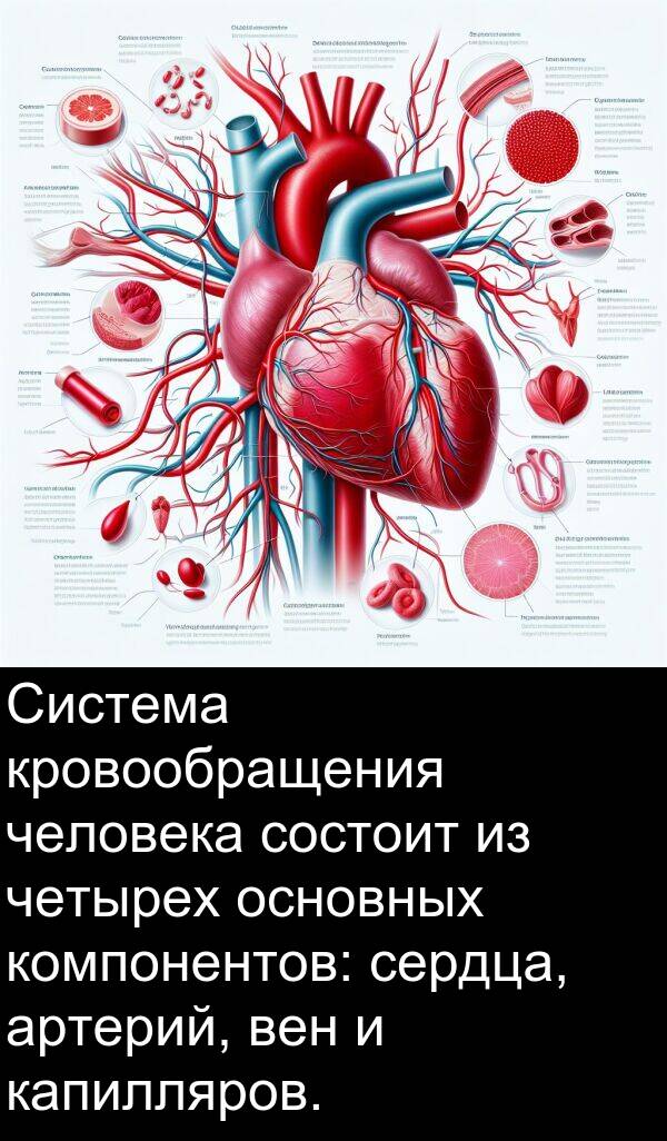 капилляров: Система кровообращения человека состоит из четырех основных компонентов: сердца, артерий, вен и капилляров.