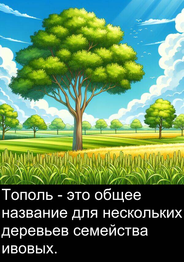 название: Тополь - это общее название для нескольких деревьев семейства ивовых.