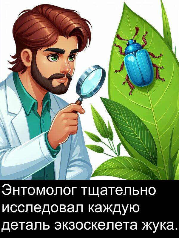 экзоскелета: Энтомолог тщательно исследовал каждую деталь экзоскелета жука.
