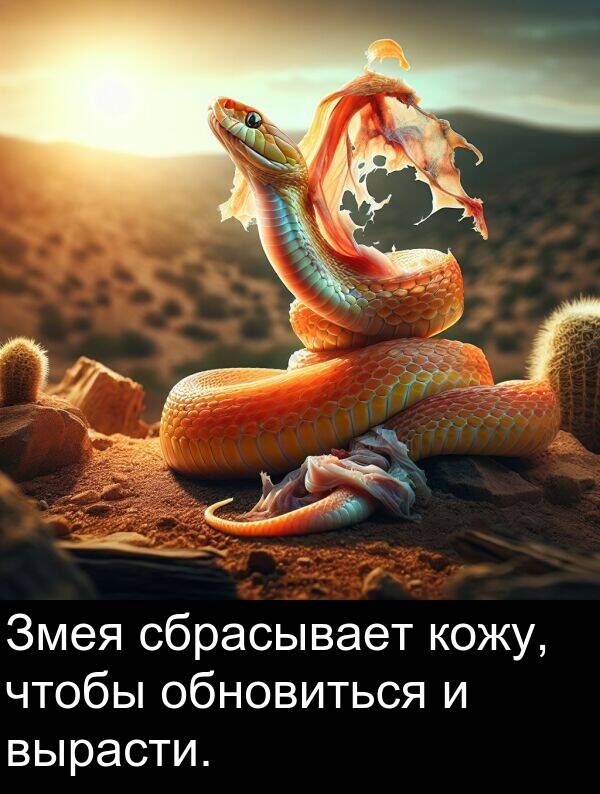 кожу: Змея сбрасывает кожу, чтобы обновиться и вырасти.