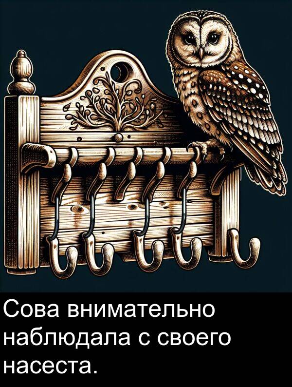 своего: Сова внимательно наблюдала с своего насеста.